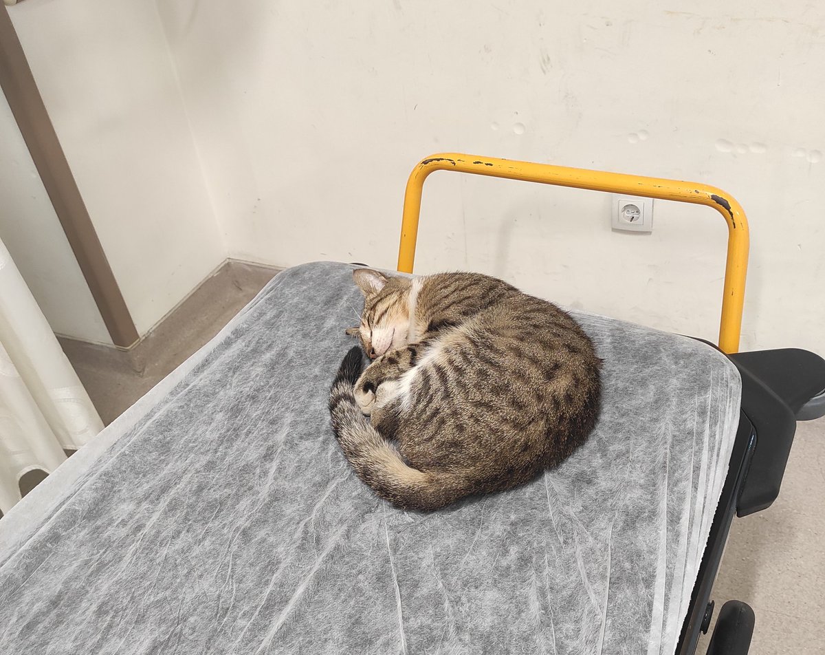 drnothingg's tweet photo. Asistanlar: Hocam gece 12'den sonra internleri acilde pek göremiyoruz

O sırada bulduğu boş yerlerde internler: https://t.co/FC2PcQG70j