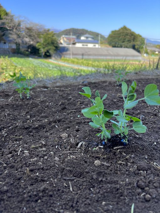 今日は育苗してた絹さやの定植をしに行ってきたよーっ👩🏽&zwj;🌾霜除けに笹をさすやり方を伝授してもらったw 今度ノコギリで笹を切りにいくw （その農家さんの山の笹） https://t.co/OSxnMzt