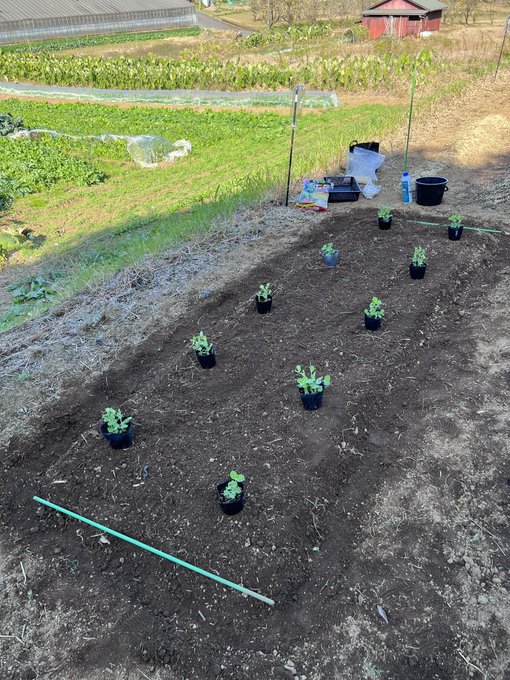今日は育苗してた絹さやの定植をしに行ってきたよーっ👩🏽&zwj;🌾霜除けに笹をさすやり方を伝授してもらったw 今度ノコギリで笹を切りにいくw （その農家さんの山の笹） https://t.co/OSxnMzt