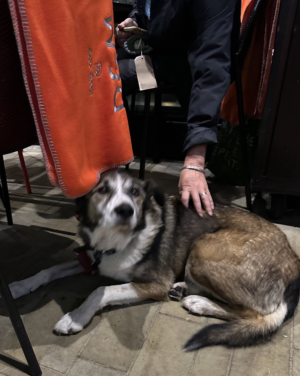 GemmaTognini's tweet photo. Kenny is an 11 year old border collie cross who enjoys going to the pub with his mamma. He is friendly and sweet and enjoys a pat and scratch under his chin. I luff him.
#DogsOfLondon https://t.co/hmRGKp3Y5f