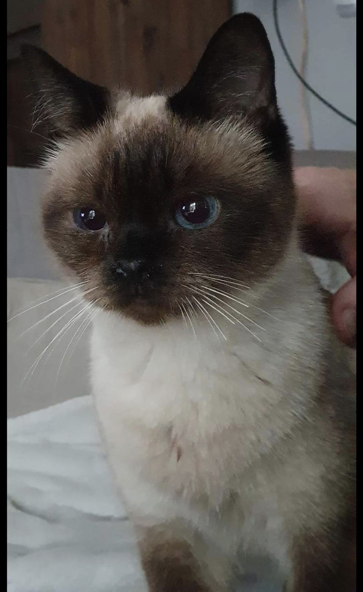GoudseBaas's tweet photo. Deze poes is sinds gisteren hier. Alle instanties zijn op de hoogte. Staat ook op bekende Facebook groep. Wie kent de eigenaar? Moet zsm terug naar huis.
Als iemand kan delen in social media groepen gericht aan Oekraïense mensen in Gouda zou kunnen helpen. 
#gouda #goverwelle https://t.co/DufiGFdU9t