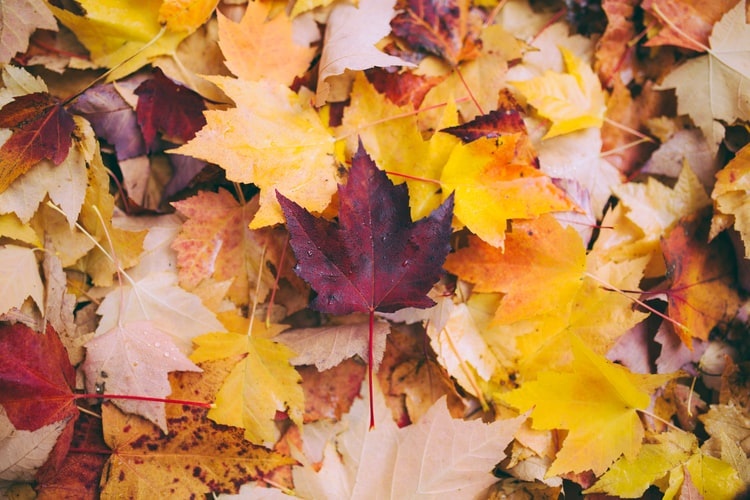 Composting doesn't stop in Autumn! This time of year you can make leaf mould. rhs.org.uk/soil-composts-…