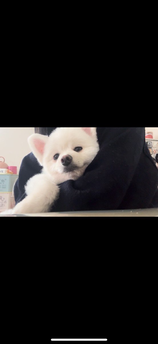 mrtcocoo's tweet photo. カットしてすっきり♡

#犬
#ポメラニアン
#トリミング
#柴犬カット
#まんまる https://t.co/Ykkm8UzOCe