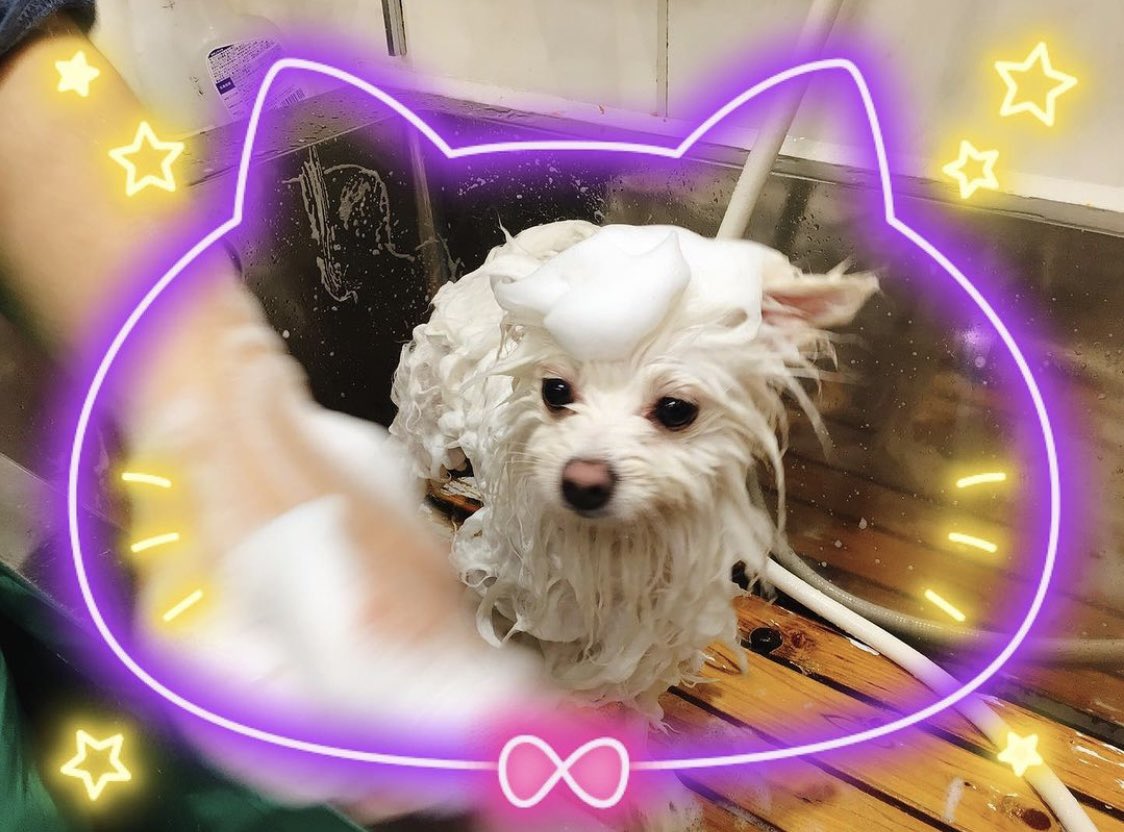 mrtcocoo's tweet photo. カットしてすっきり♡

#犬
#ポメラニアン
#トリミング
#柴犬カット
#まんまる https://t.co/Ykkm8UzOCe