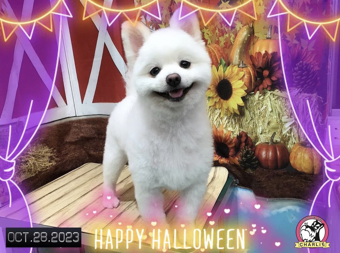 mrtcocoo's tweet photo. カットしてすっきり♡

#犬
#ポメラニアン
#トリミング
#柴犬カット
#まんまる https://t.co/Ykkm8UzOCe