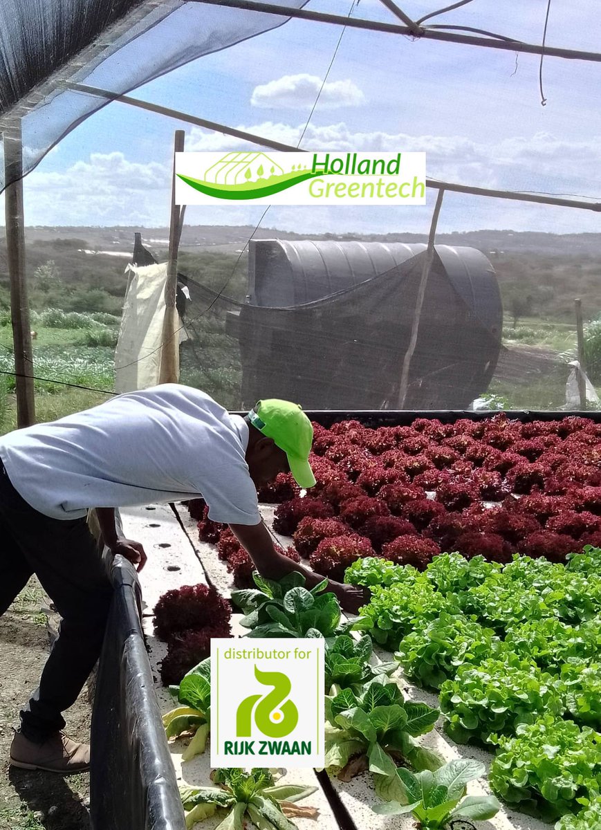 You can visit our offices at 3rd Ave parklands kusi lane Samaria property.
#lettuce 
#agriculture 
#HollandGreentechkenya 
#norberthollandgreentech 
#rijkzwaanseeds 
#rijkzwaanafrica 
#kristineRzf1 
#mondaiRZF1 
#freshproduce