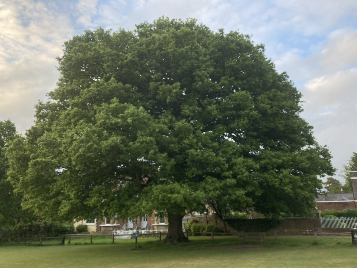 The English Oak Project tweet media