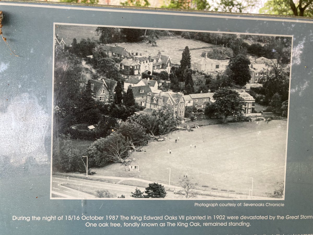 The English Oak Project tweet media