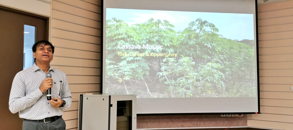 🇹🇭🌿 CASAVALAVA 🌱🇳🇬 Lava Kumar, seasoned #IITA virologist & germplasm health lead, fully fits the title of CASAVALAVA as he applies his wealth of experience & knowledge in facilitating the sharing of elite varieties across country & continental borders, including to #Thailand