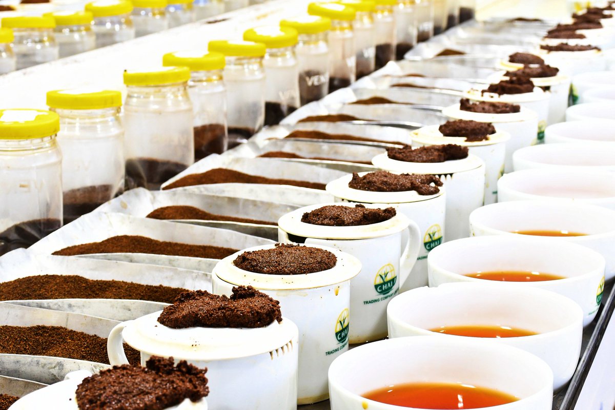 Chai_Trading's tweet photo. Delight in Every Sip ☕
Our tea sampling journey: where taste and quality meet. #TeaSampling #ChaiTradingCo https://t.co/rI7jynQrHh