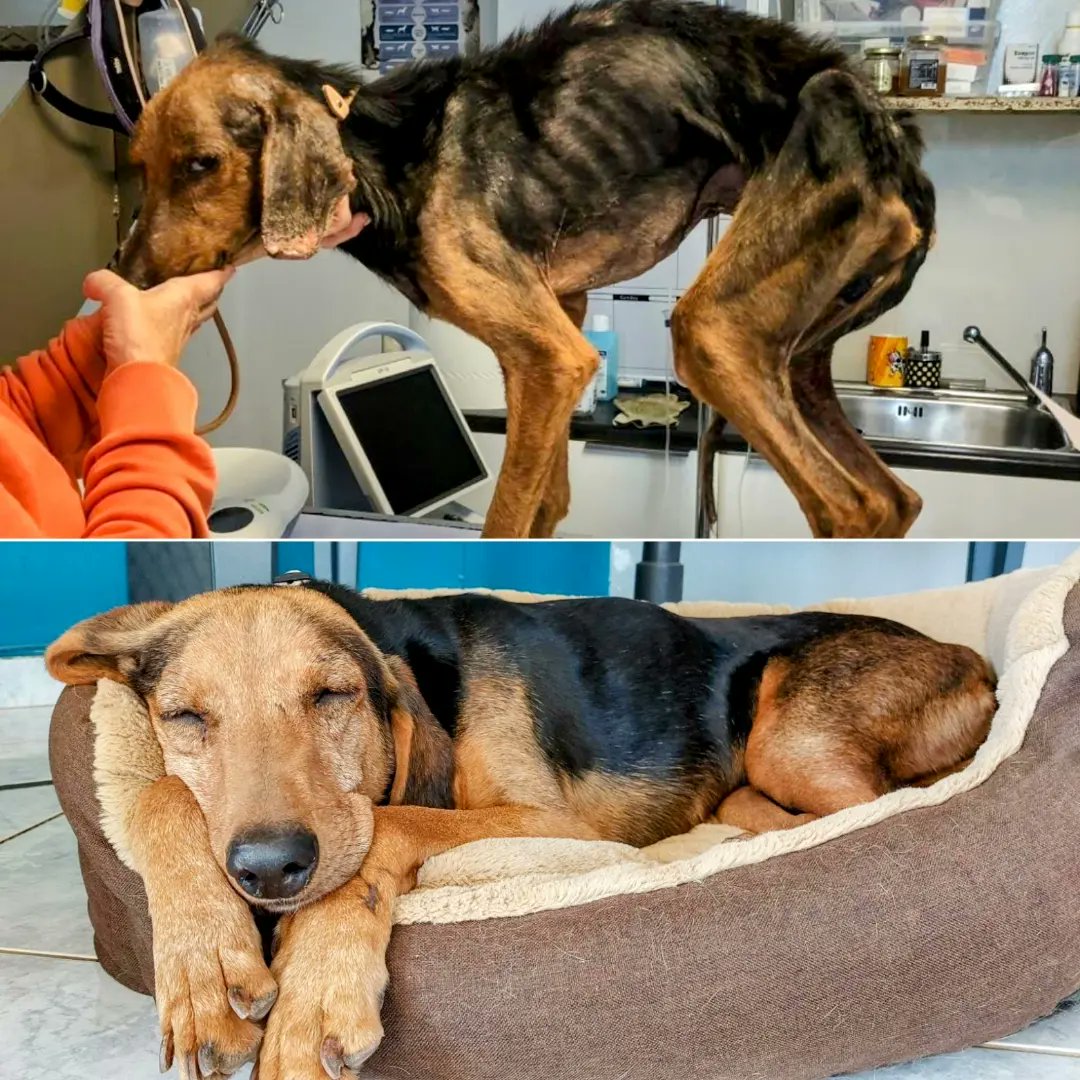 GARanimalrescue's tweet photo. How it started v How it's going... let's skip to the good part! Timmy is such a calm gentle boy who’ll sit snuggled up to you for ages just happily enjoying your company. Aged 7, weighing 20kgs, he’s neutered, microchipped, fully vaccinated and ready to go
https://t.co/d5k4vttkZh https://t.co/KyovJ5GO5d