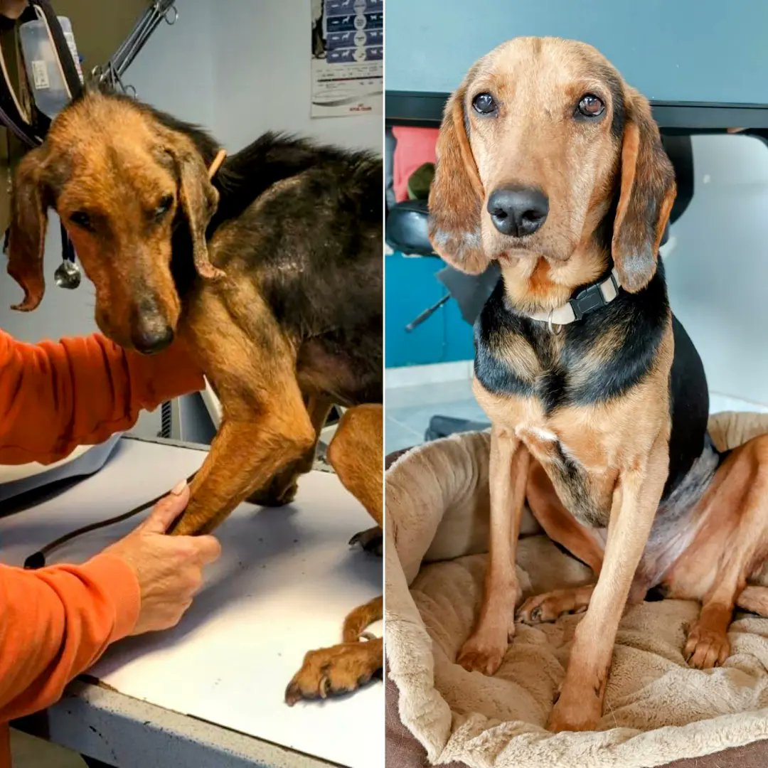 GARanimalrescue's tweet photo. How it started v How it's going... let's skip to the good part! Timmy is such a calm gentle boy who’ll sit snuggled up to you for ages just happily enjoying your company. Aged 7, weighing 20kgs, he’s neutered, microchipped, fully vaccinated and ready to go
https://t.co/d5k4vttkZh https://t.co/KyovJ5GO5d