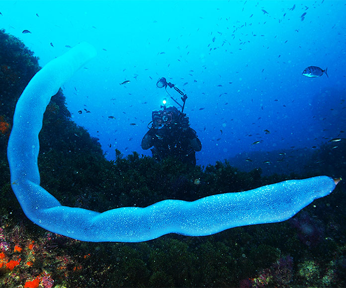 AsombroVerde's tweet photo. NO SON GUSANOS GIGANTES 
Los pirosomas son colonias compuestas de cientos/miles de individuos (zooides) que trabajan conjuntamente para propulsarsey alimentarse a través del agua. 
Pueden llegar a medir varios metros de longitud.
📸 Garis Masa/Whodden https://t.co/wI5o04TIUE