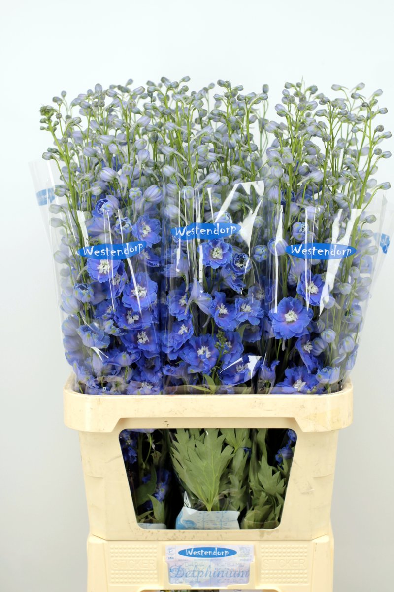 awestendorp's tweet photo. Morgen hebben we nog wat Delphinium's voor de klok, Kleine aantallen maar nog erg mooi https://t.co/BeHiOz9AYl