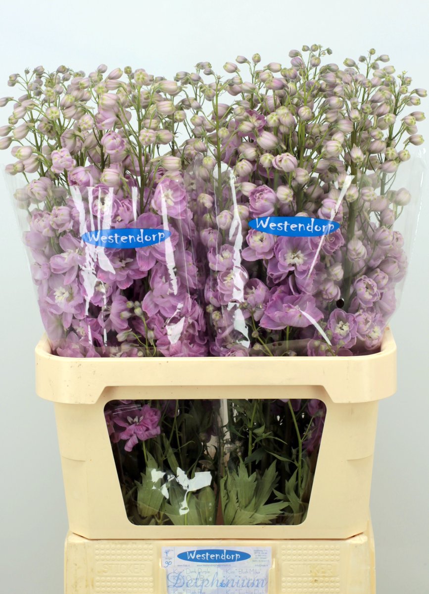 awestendorp's tweet photo. Morgen hebben we nog wat Delphinium's voor de klok, Kleine aantallen maar nog erg mooi https://t.co/BeHiOz9AYl