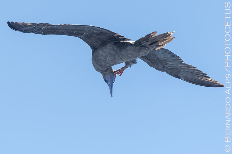 Bernardo_Alps's tweet photo. In-flight itch. #redfootedbooby #bird #yeabirds #noaa #hiceas #hiceas2023 https://t.co/l9WXvx2zdw
