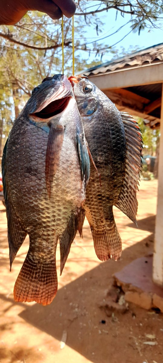SamakiVillage's tweet photo. At Samaki Village, we're all about bringing you the authentic taste of the lake. Our dedication to quality starts with the sourcing process. We partner with local fishermen who have generations of knowledge about the lake's treasures. https://t.co/tVBlTe0prR