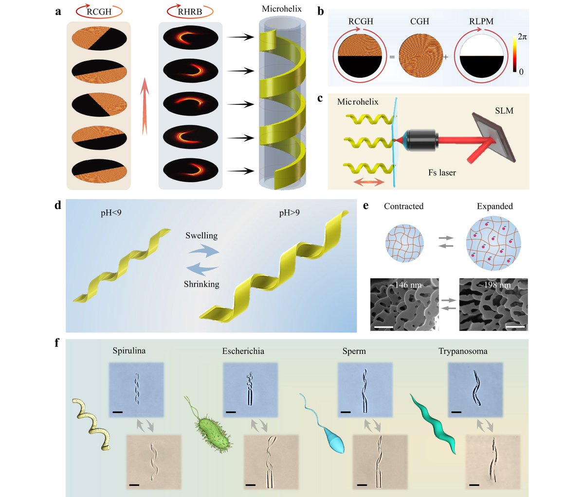 #LAM_Highlight: [Article] Rapid fabrication of reconfigurable helical microswimmers with environmentally adaptive locomotion.
@USTCGlobal
@CUHKofficial
Keywords: #Femtosecond_Laser_Beam #Rotatory_Holographic_Processing #Helical_Microswimmer #Shape_Morphing #Adaptice_Locomotion