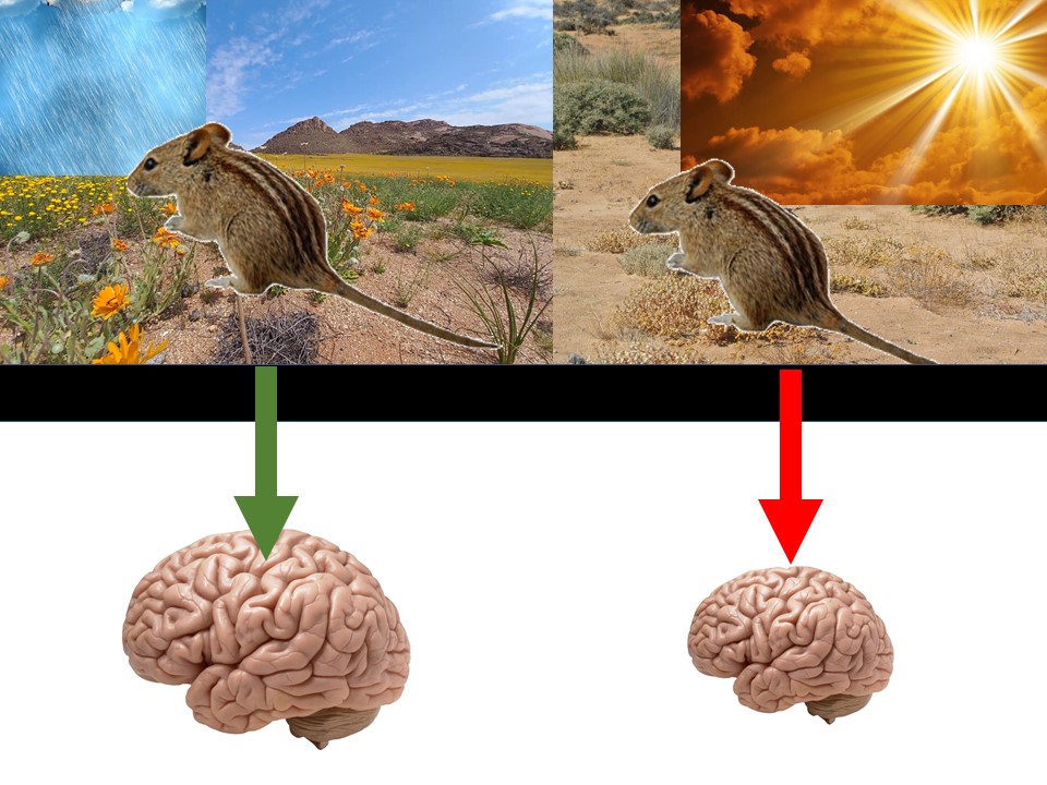 New paper for <a href="/Physiol_Evol_Be/">Physiol_Evol_Behv</a> 
rdcu.be/dp3Gw
Striped  mice reduce their brain size when it’s getting hot and food gets scarce. First study that found the Dehnel phenomenon in a  rodent, in a subtropical climate, and in the southern hemisphere.
(2023) Mammalian Biology