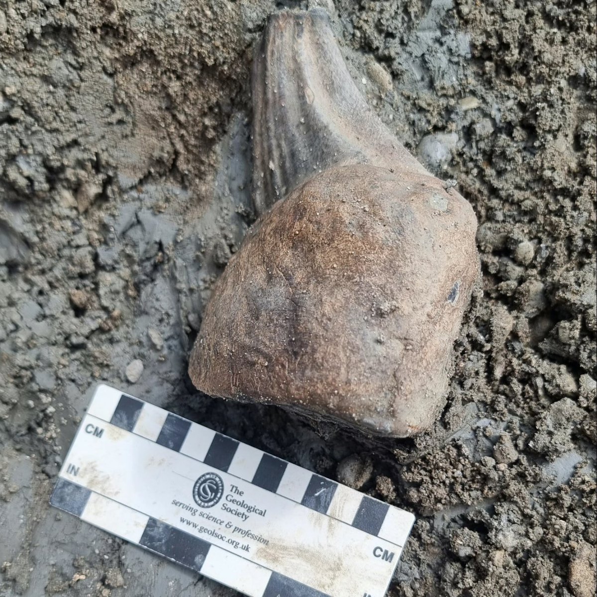 Kieran Satchell tweet media