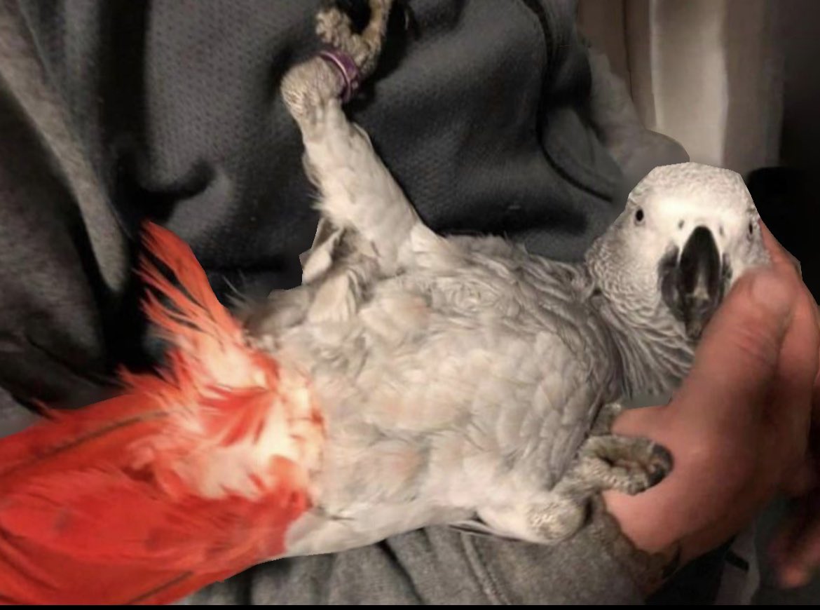 sidTHEparrot's tweet photo. Today I turn 8 years old π₯³ happy Hatchday to me π₯π«Άπ» π π π π #birthdayboy #sidslife #myspecialday #8today #thursdaymorning #tbt #thursdayvibes #oioi #sidsday #birthday ππ https://t.co/o8n6i9NRKY