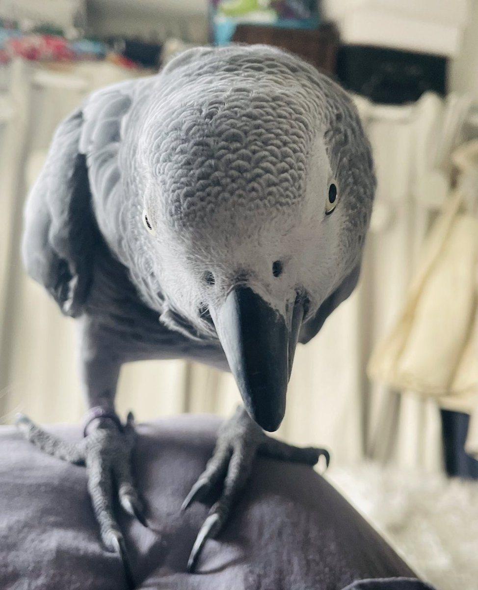 sidTHEparrot's tweet photo. Today I turn 8 years old π₯³ happy Hatchday to me π₯π«Άπ» π π π π #birthdayboy #sidslife #myspecialday #8today #thursdaymorning #tbt #thursdayvibes #oioi #sidsday #birthday ππ https://t.co/o8n6i9NRKY