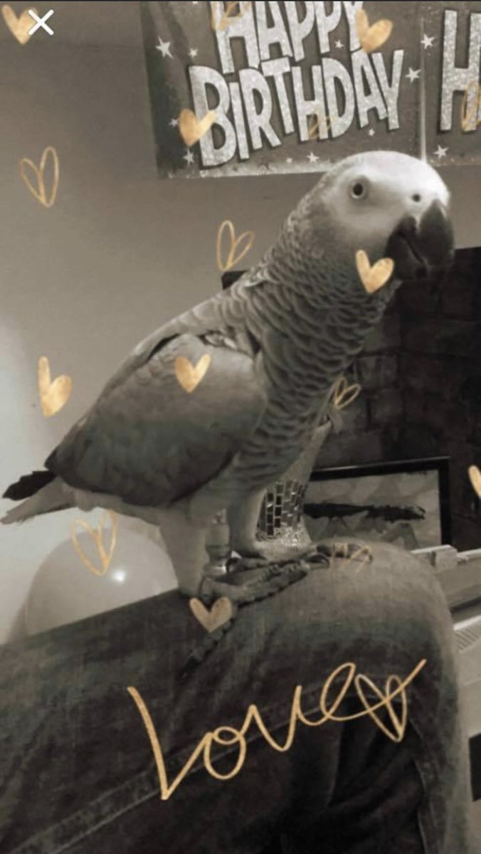 sidTHEparrot's tweet photo. Today I turn 8 years old π₯³ happy Hatchday to me π₯π«Άπ» π π π π #birthdayboy #sidslife #myspecialday #8today #thursdaymorning #tbt #thursdayvibes #oioi #sidsday #birthday ππ https://t.co/o8n6i9NRKY
