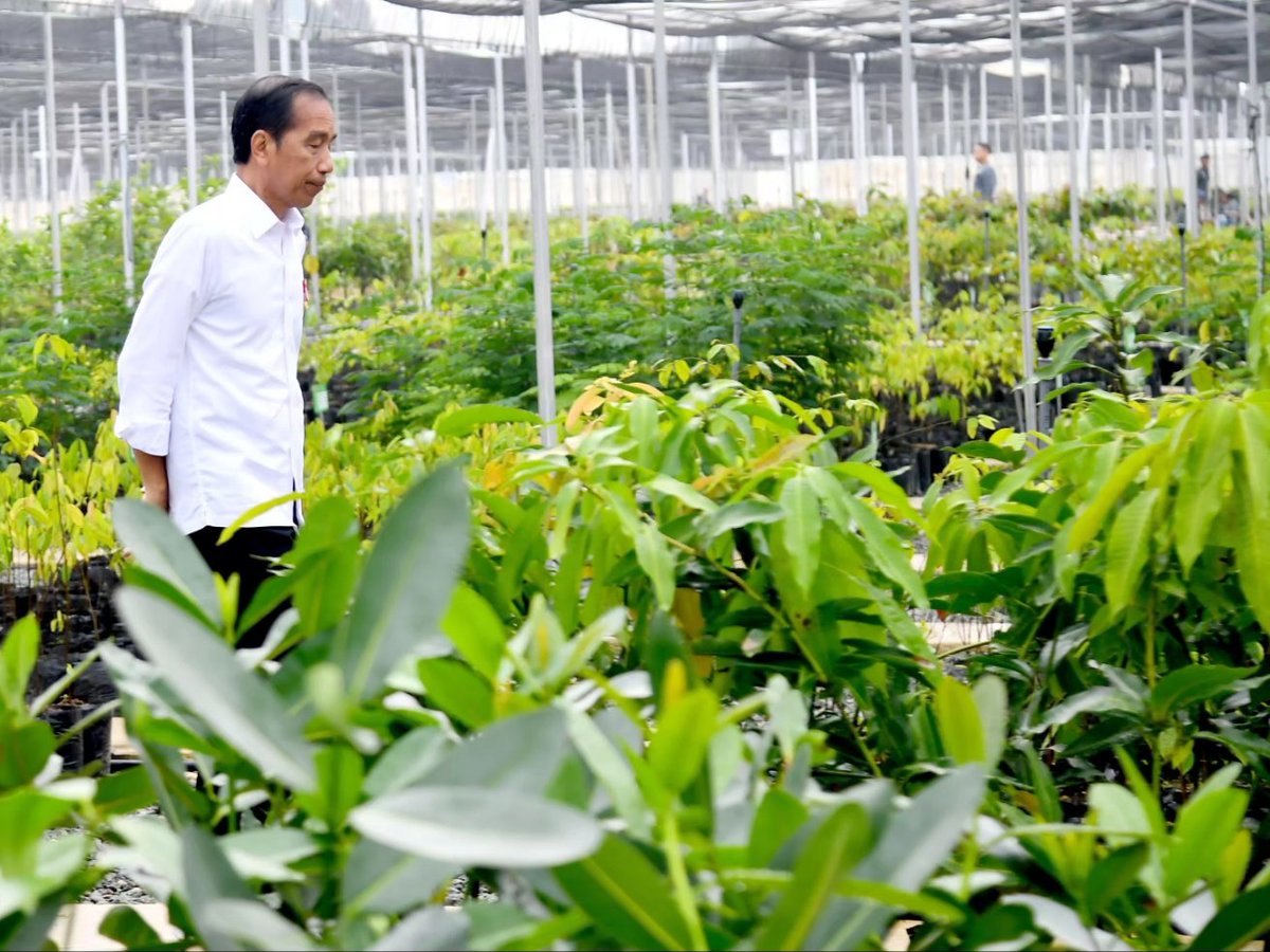 Bersama para pemimpin perusahaan meninjau Persemaian Mentawir di Kabupaten Penajam Paser Utara, Kalimantan Timur.

Kita ingin membangun Kalimantan hijau dan Nusantara forest city, dan itu kita mulai dengan Persemaian Mentawir. Berbagai jenis bibit yang ada di persemaian ini