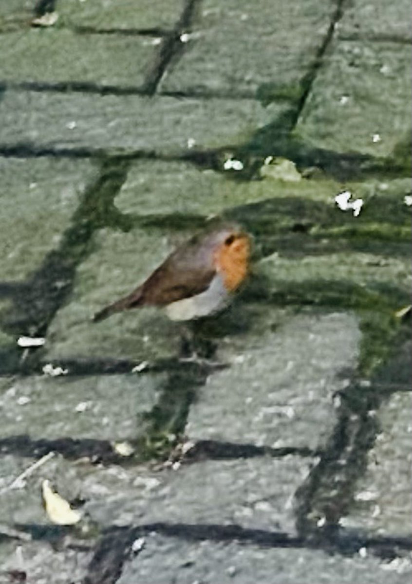 JudeMckerrecher's tweet image. Seems I was in good company on my way to work this morning ❤️#Tinymomentsofjoy 🫶#Allsoulsday