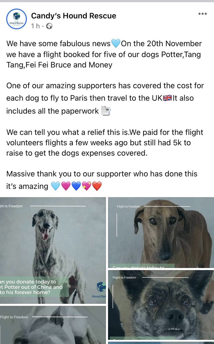 CandyCaneRescue's tweet photo. A massive #thankyou to one of our #supporters that has covered the cost of the flights for these 5 gorgeous #rescuedogs to fly to the UK later tgis month 🐾🐾🥰🥰
#flighttofreedom 
#Thankful 
❤️❤️💜💜🥰🥰 https://t.co/GZLy0Ane6m