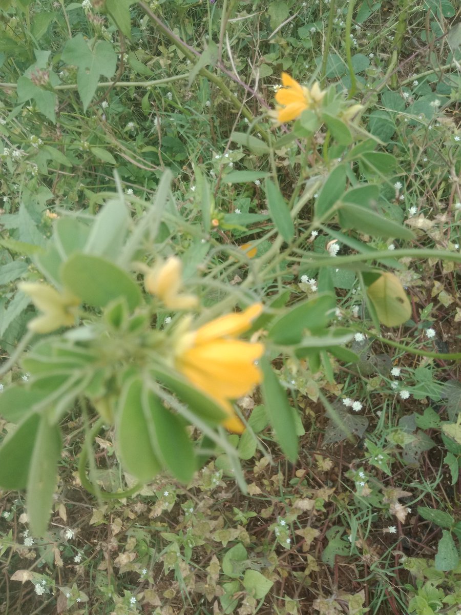 graceolao's tweet photo. Who says your herbs can't be therapeutic and ornamental at the same time #senna leaves.
#TheNigerianBiochemist #DiabetesEducator #DCES https://t.co/PdzXj573TK