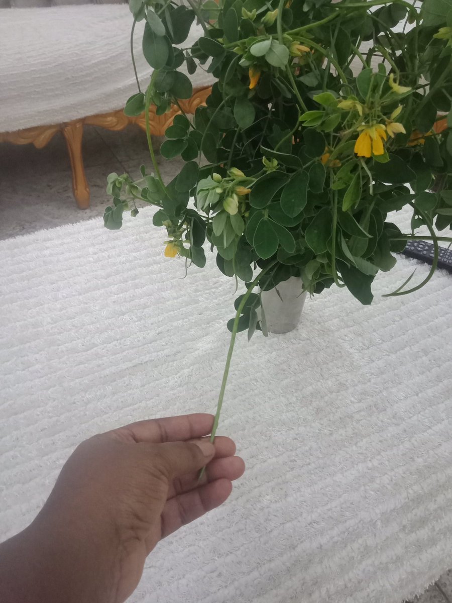 graceolao's tweet photo. Who says your herbs can't be therapeutic and ornamental at the same time #senna leaves.
#TheNigerianBiochemist #DiabetesEducator #DCES https://t.co/PdzXj573TK