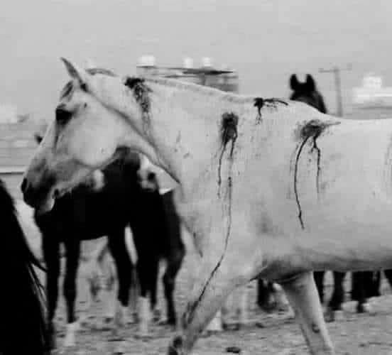 الضربه التي اتتك ظلماً ستعٍود لظالمها غدا فلا تشغل بَآلك بالانتقام من أحدٍ فربّك يتولى رد المظالم .❤️‍🩹

🖤❤️‍🩹🖤