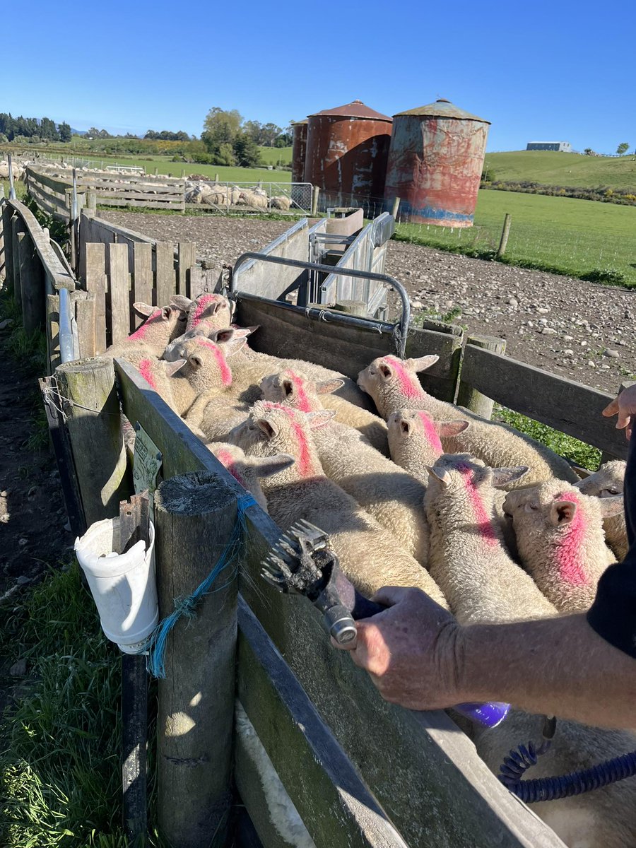 CharollaisRams's tweet photo. Racing stripes have been applied. 19.21 kg carcass @ $7.15/kg. #springlamb #Charollais #terminal #NZlamb Not looking forward to new year schedule. #lochee https://t.co/8vYxESyxsx