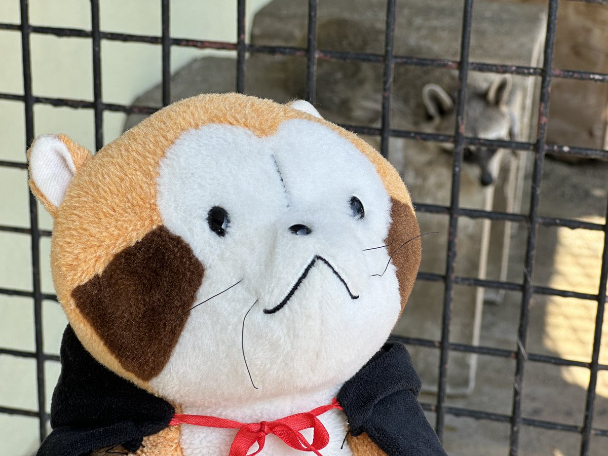 SamWong_9385's tweet photo. 小浣熊🦝 拉斯卡爾
あらいぐまラスカル Rascal https://t.co/gM8qSkB0ZG