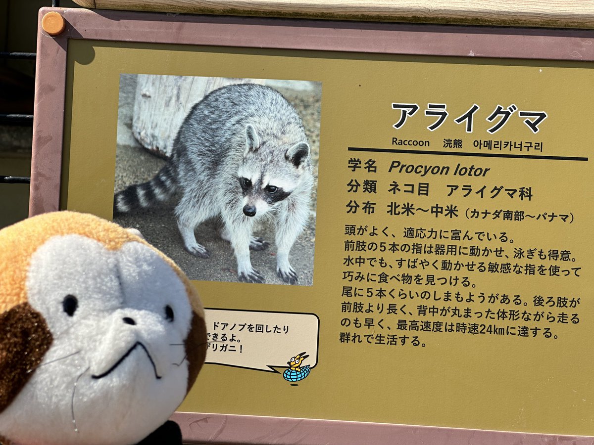 SamWong_9385's tweet photo. 小浣熊🦝 拉斯卡爾
あらいぐまラスカル Rascal https://t.co/gM8qSkB0ZG