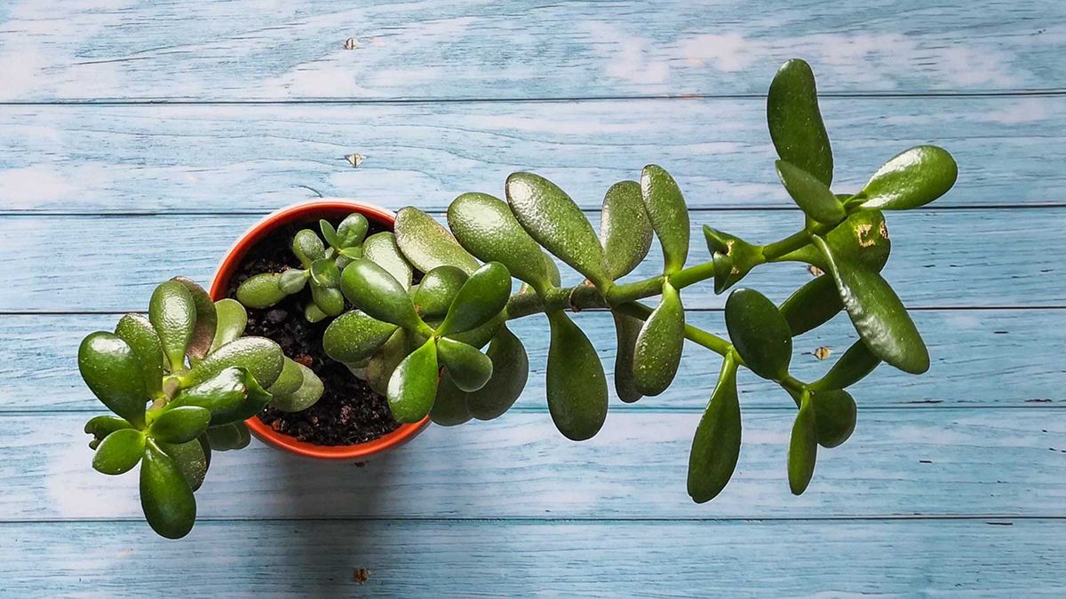 homesandgardens's tweet photo. How to propagate jade plants – for more of these easy-care succulents https://t.co/Elh3LpXFK7 https://t.co/ISfGKfMHRq