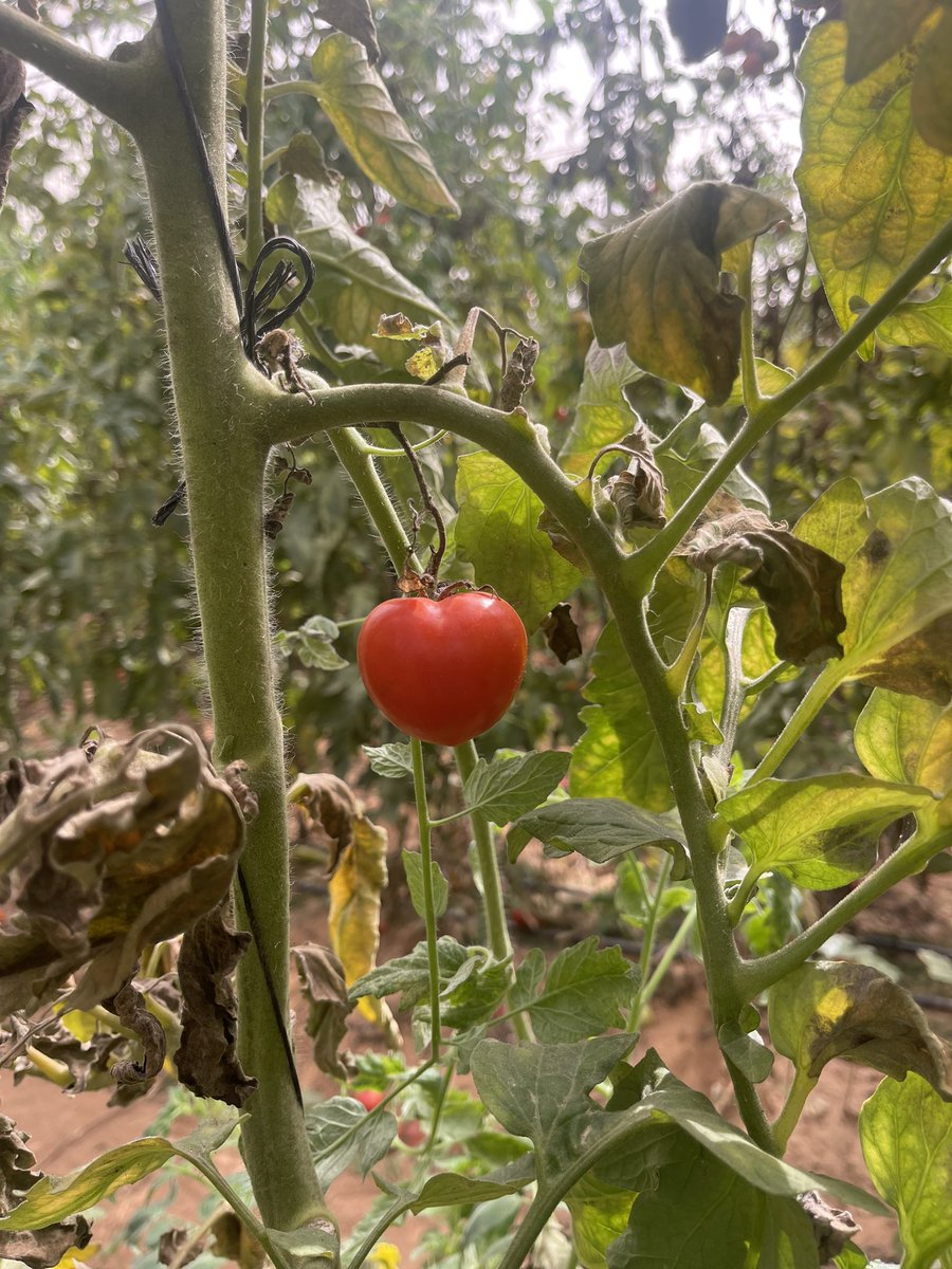 tamar_drachli's tweet photo. אתמול כשהתנדבתי בקטיף עגבניות, החקלאים שיתפו אותנו במורכבויות שלהם ולא הפסיקו להודות לנו ועל העזרה שמצילה אותם ונותנת להם תקווה. אף אחד מהם לא רוצה להישאר לבד בעוטף. איזה עוד עם תומך ככה ומביע איכפתיות זה כלפי זה? במקום להכפיש אותנו, שילמדו מאיתנו.#IStandWithIsreal https://t.co/GWZuchcrrb