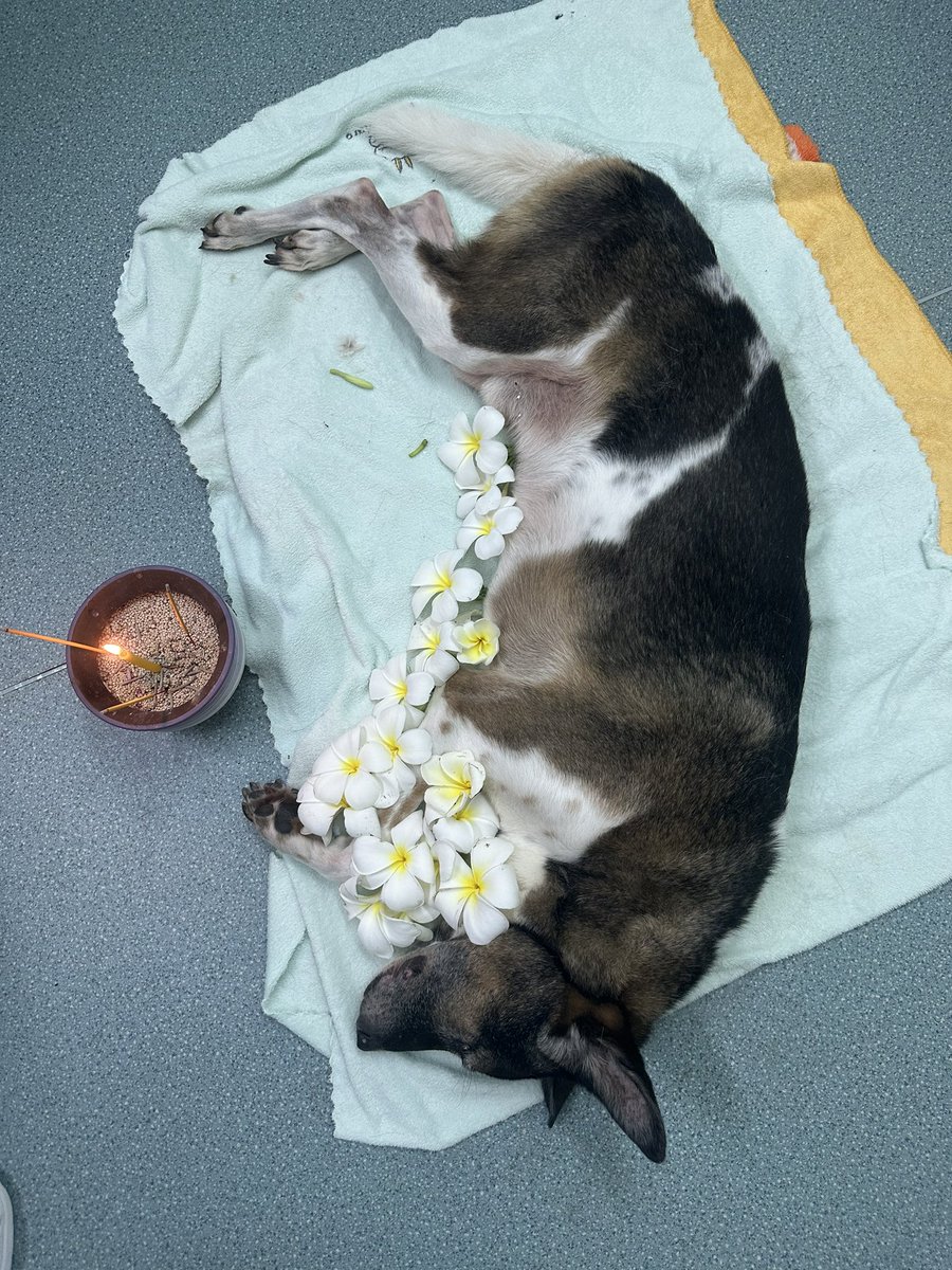 thomas wanhoff tweet media