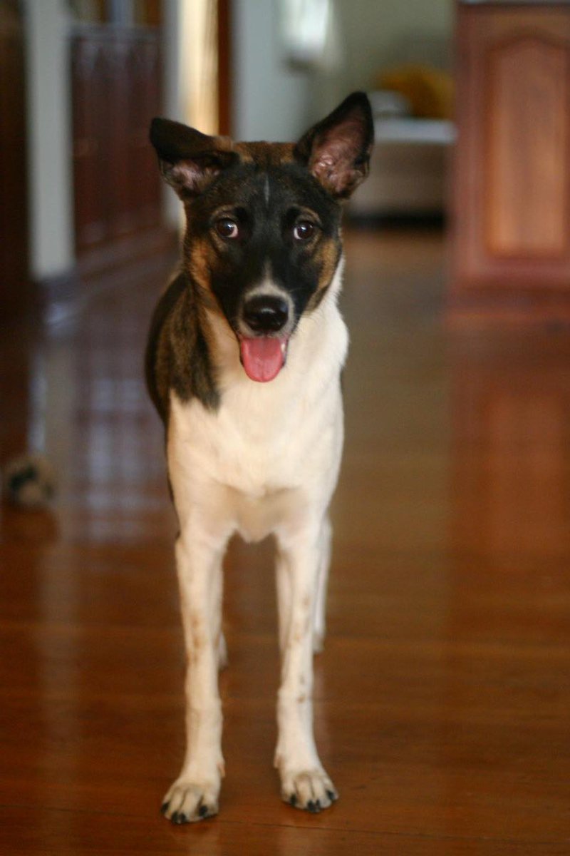 thomas wanhoff tweet media