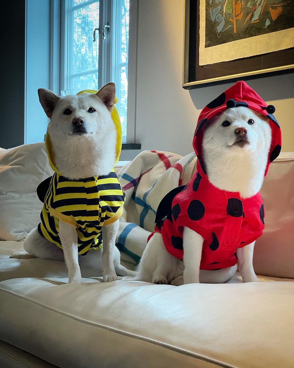SwedishBoff's tweet photo. Henlo #Halloween2023 🐝🐞 

#dogsofx #dogsoftwitter #shibainu https://t.co/3MFUHNuNqU