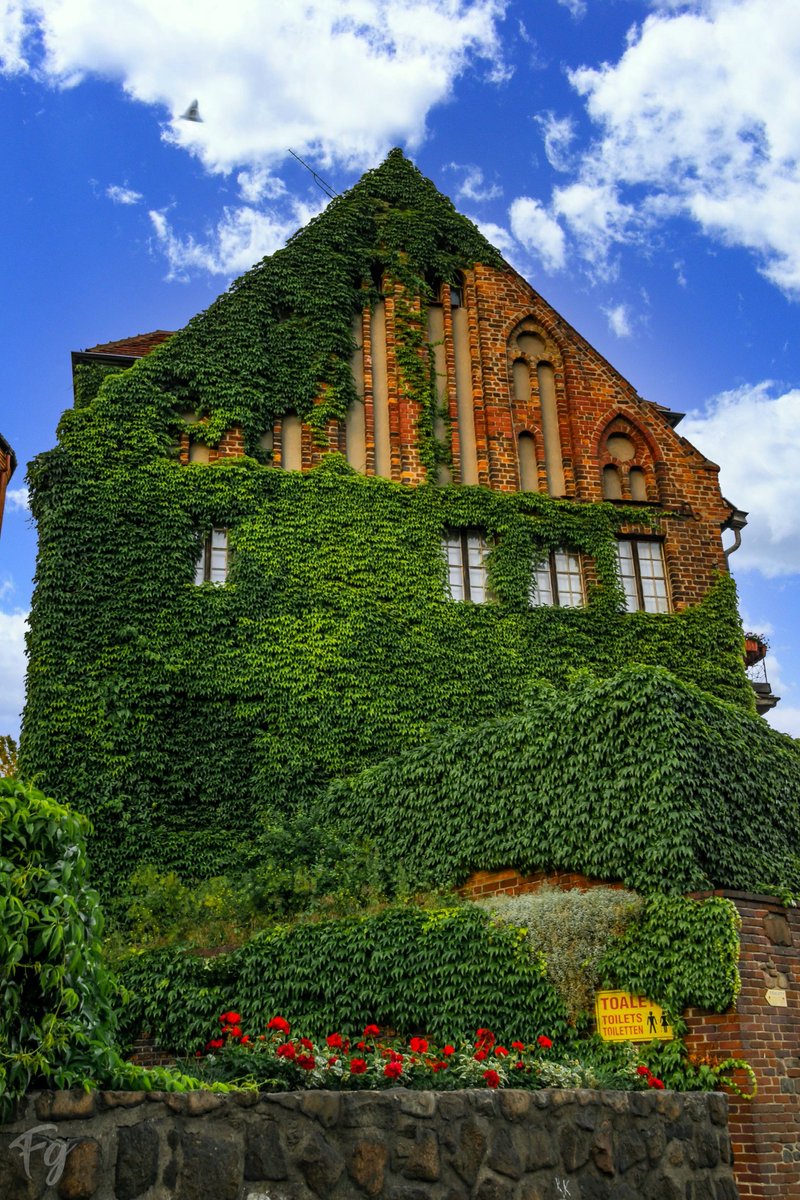 fotogreenhorn's tweet photo. Die Wand geschmückt mit #Efeu

#fotogreenhorn #fotografie #photography #polen #poland #stettin #szczecin #europa #europe #church #gothic #sommer https://t.co/vwp16F92PY