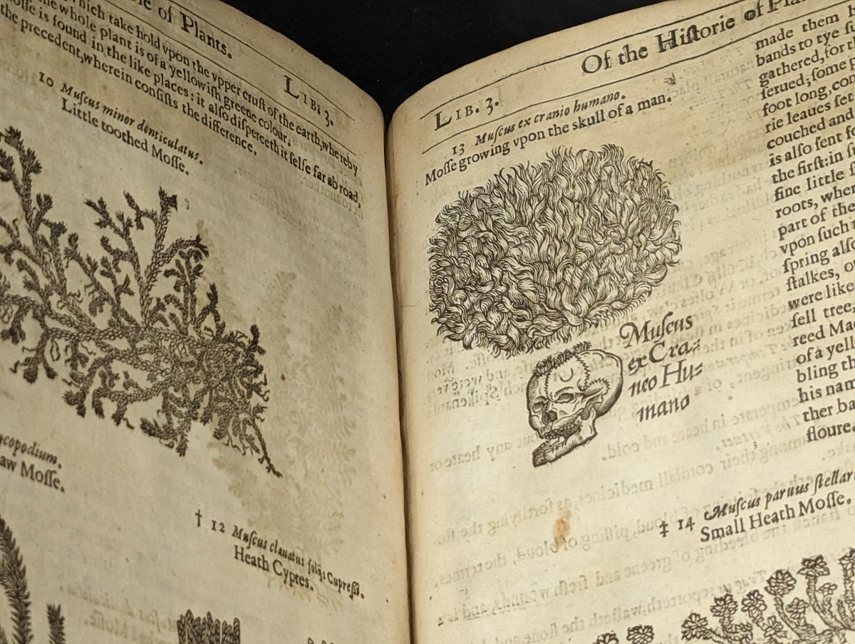 RCPEHeritage's tweet photo. This illustration shows the medicinal uses of skull moss. Human skulls were a key ingredient in a form of treatment known as medical cannibalism. Right up to the early 1800s, powdered skull could be found in medical texts
 
Find out more in our exhibition https://t.co/iNAUIa4TLl https://t.co/tYk0ThEPLD
