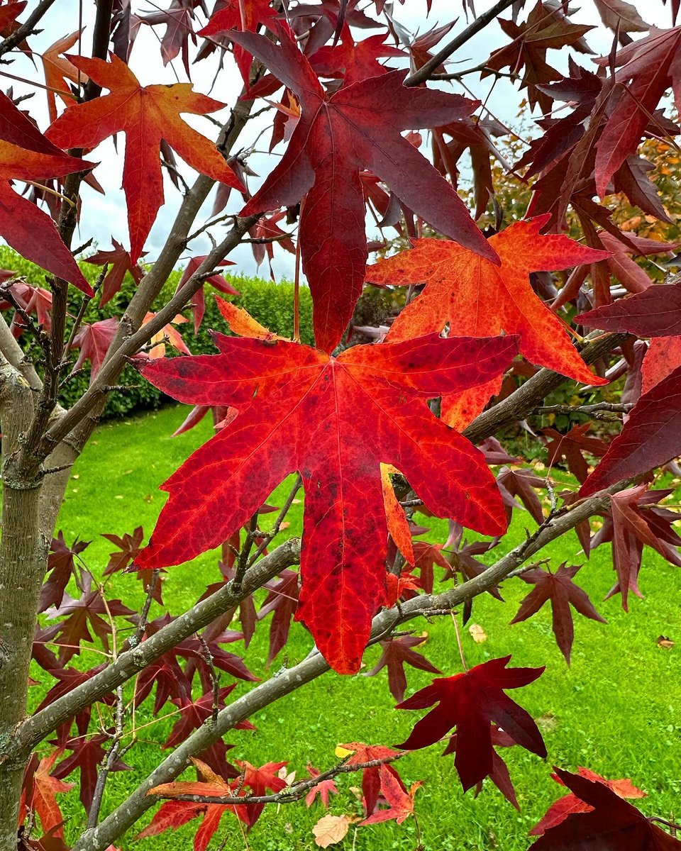 The American Sweetgum (Liquidamber styraciflua) doing what she does best. BURNING UP! 🔥🔥🔥🔥🔥🌿🥷🤘 Now I’m going to get back into the warmth of the studio with this leaf! What’s been on fire in your garden this week? 🤔🍂🌿 Let me know below. 👉gardenninja.co.uk/autumn-plantin…