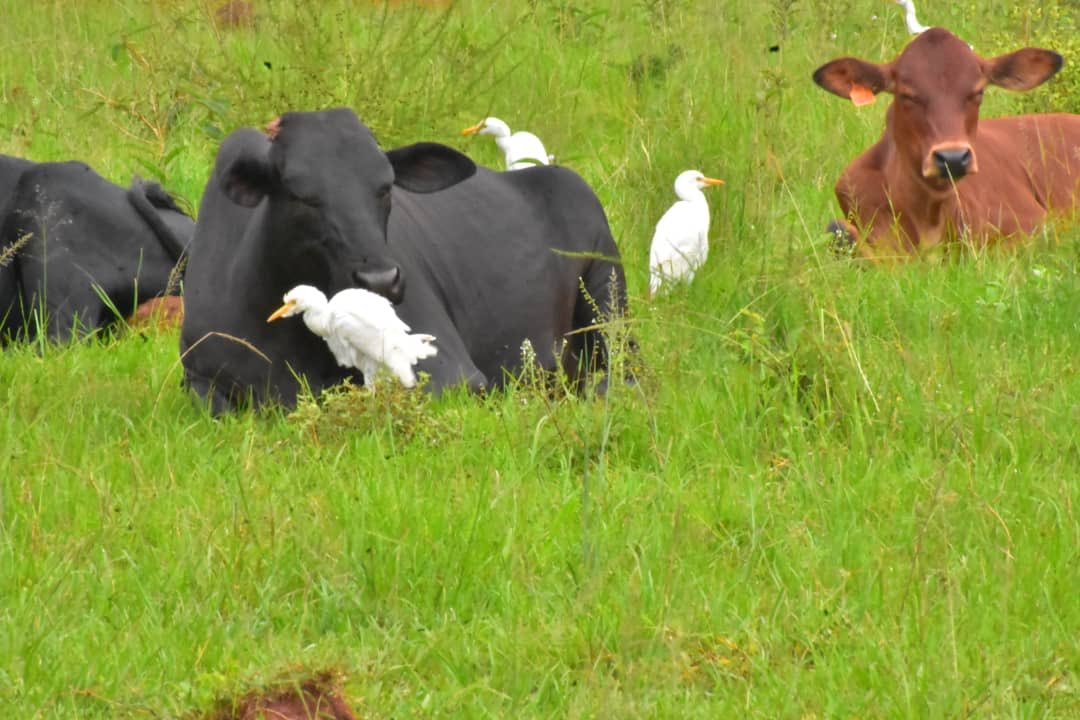 BayinganaAmon2's tweet photo. Murakaza neza @KayonzaDistrict ntimutahe mu tageze @MurundisectorK ngo musure ibikorwa binini by'ubuhinzi n'ubworozi bihakorerwa hamwe mu hantu heza mwashora imari mu kunguka. https://t.co/Ti6wnS7NTx