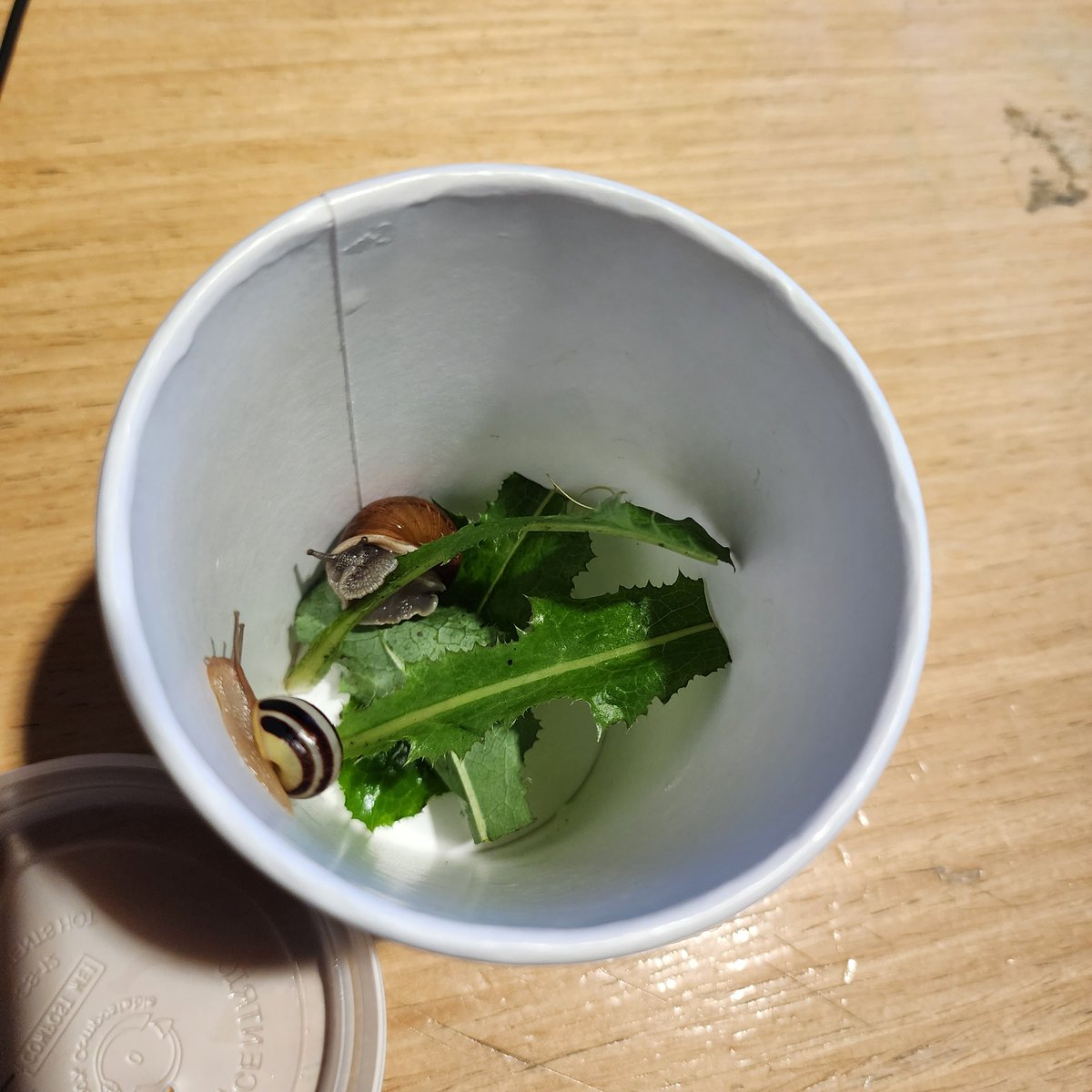 SynthiaNominae's tweet photo. So...I MAY have decided to adopt some stray #snails... ^.^' To be fair, it's cold and wet and rainy out there!
#heliculture #Bugs #frens https://t.co/71Mkyk01Yv