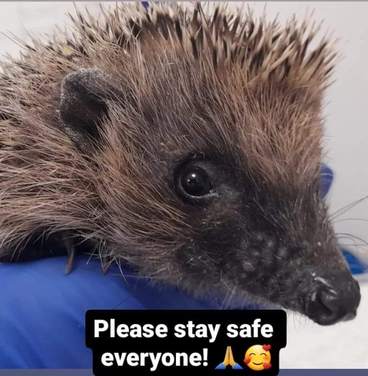 KWTWeather's tweet photo. This is a message from our friends over at Porthleven Harbour Hedgie Rescue

We hope you haven't been too badly affected by the storm.🙏

Hedgehog nests could be blown away or water logged.

If you see a hedgehog out by day, please call your nearest rescue immediately.

I am on the end of the phone should you need any advice about a hedgehog in need 07980 668652.

https://t.co/Elikhsh6rP