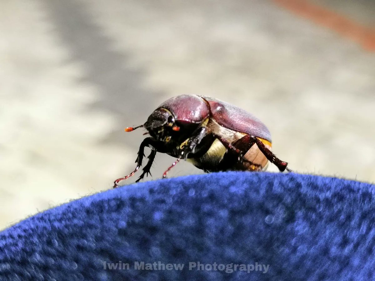 ____i_win___'s tweet photo. If a god or divine being had created all living organisms on Earth, then that creator must have an “inordinate fondness for beetles.”

🪲🪲🪲

📸 by @iwin.m1996 

#photography #picoftheday #macro #macrophotography #macroworld #outdoor #outdoorphotography #beetle #beetlephotograph https://t.co/2hsBxVWFPr