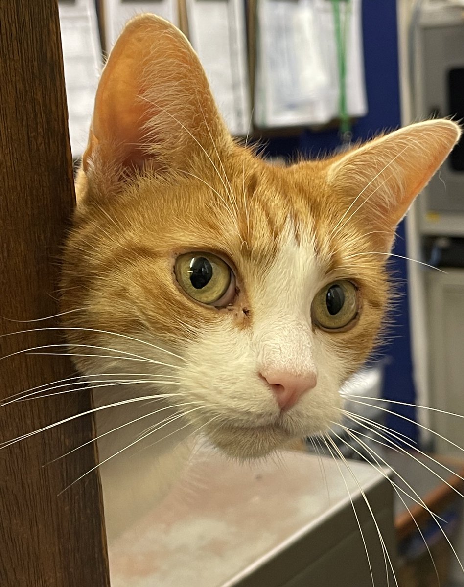 TheStourbridge's tweet photo. I have created a little song to cheer up the  FC - it goes a little bit like this

If you’re happy and you know it
Feed your cat
    -Repeat -
if you’re happy and you know it and you really want to show it
Feed your cat 
And so forth …..🎵 https://t.co/R5WgvCUo8G