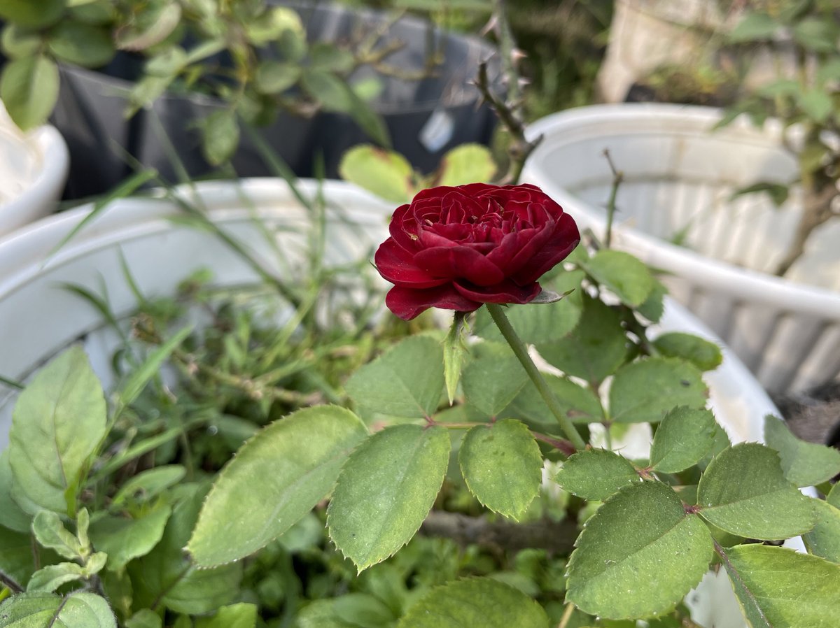 CanisPariah's tweet photo. ‘Lavaglut’, German for lava flow, is not an easy name… but is a great rose !

Rosa ‘Lavaglut’
Rosa ‘Lava Flow’
(Bred in 1978)

My weak plant ( pix 1, 2 )
File photo from Internet ( pix 3 )

#RoseTwitter #RoseX #GardeningTwitter #GardeningX #Lavaglut #LavaFlow #FloribundaRoses https://t.co/LNi3DWnaJx